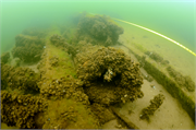 Sidney O Neff Shipwreck (steambarge), a Site.