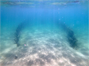 Peoria Shipwreck (Schooner), a Site.