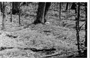White Potato Lake Garden Beds Site, a Site.