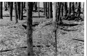 White Potato Lake Garden Beds Site, a Site.