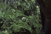 Elderwood, a Building.