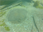 Atlanta Shipwreck (Steam Screw), a Site.