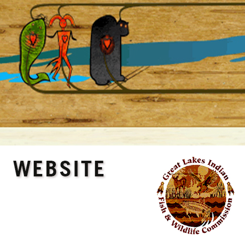 Great Lakes Indian Fish & Wildlife Commision, learn more by clicking here.