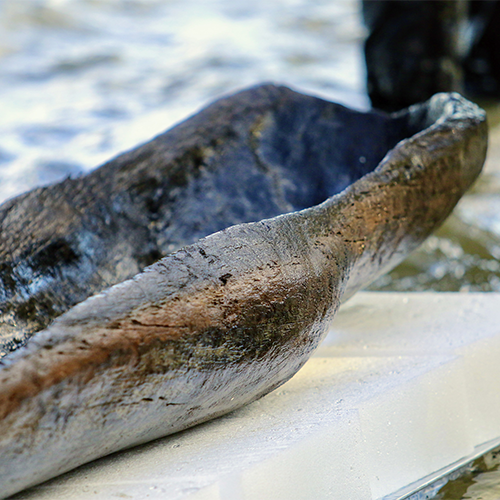 The first glimpse of this canoe from 1,200 years ago, still wet from the lake a beautiful deep brown wood almost looking blue in spots.