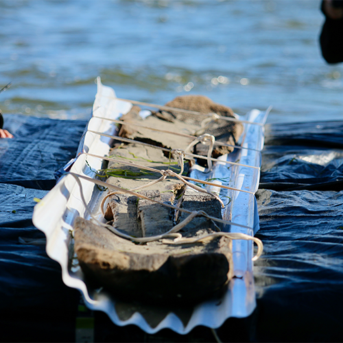 a ancient canoe that has been broken down by time and water rests safely in a bouyed tray for transport.