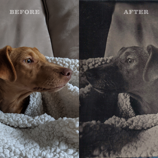 Free Digitype! Showing a dachshund picture before and after the digitype process