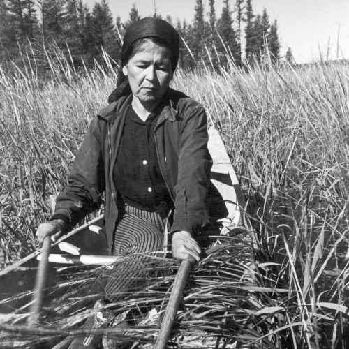 An Ojibwa woman, Francis Mike, harvesting wild rice in a boat on Totogatic Lake.