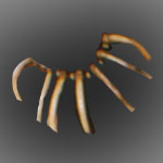 Potawatomi bear claw necklace.